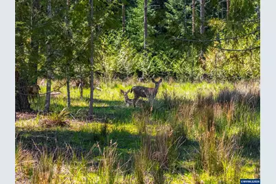 753253 Mosby Creek Rd, Cottage Grove, OR 97424 - Photo 35