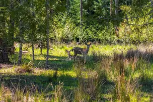 753253 Mosby Creek Rd, Cottage Grove, OR 97424 - Photo 35