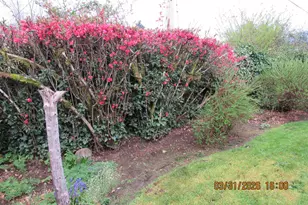 854 SW Swift Ave, Mill City, OR 97360 - Photo 3