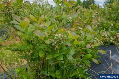 39129 Groshong Rd NE, Albany, OR 97321 - Photo 37