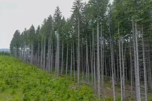 17024 Bratten Hill, Alsea, OR 97324 - Photo 15
