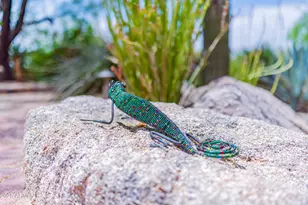 8193 E Sand Flower Dr, Scottsdale, AZ 85266 - Photo 83