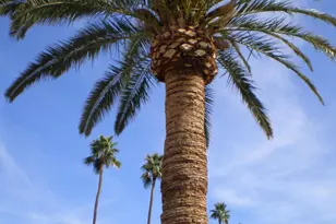 10731 W Mission Ln, Sun City, AZ 85351 - Photo 81