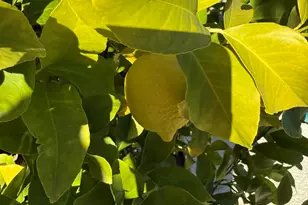 9412 N 33rd Way, Phoenix, AZ 85028 - Photo 29