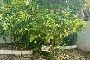 10699 E Mescal St, Scottsdale, AZ 85259 - Photo 5