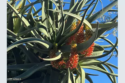 25572 N 113th Way, Scottsdale, AZ 85255 - Photo 83