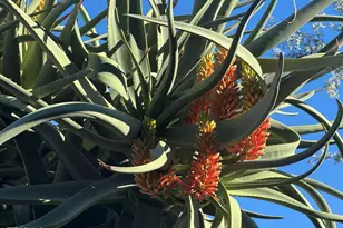 25572 N 113th Way, Scottsdale, AZ 85255 - Photo 83