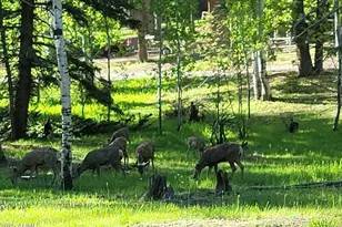 6 County Rd #1007, Greer, AZ 85927 - Photo 17