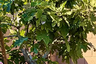 6702 E Monte Vista Rd, Scottsdale, AZ 85257 - Photo 29