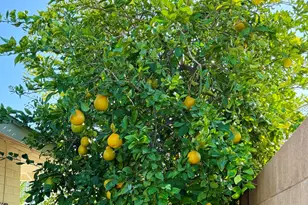 6702 E Monte Vista Rd, Scottsdale, AZ 85257 - Photo 31