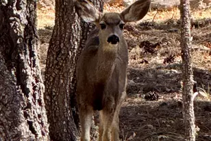 5661 Cougar Dr, Happy Jack, AZ 86024 - Photo 49