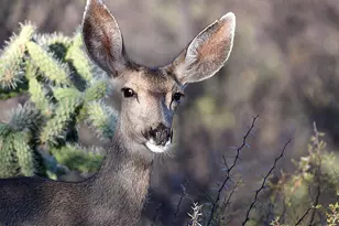 8619 E Silver Saddle Dr, Carefree, AZ 85377 - Photo 63