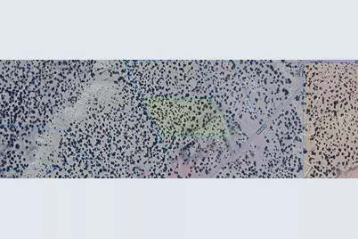 Tbd 7 Acres Woodland Valley Ranch -- #451, Saint Johns, AZ 85936 - Photo 1