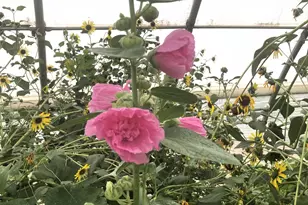 242 County Road N5427 Rd, Saint Johns, AZ 85936 - Photo 59