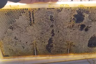 242 County Road N5427 Rd, Saint Johns, AZ 85936 - Photo 43