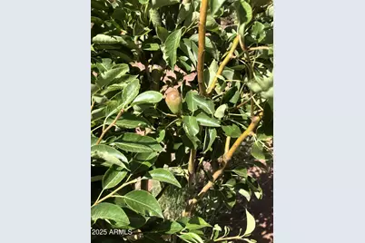 242 County Road N5427 Road, Saint Johns, AZ 85936 - Photo 49