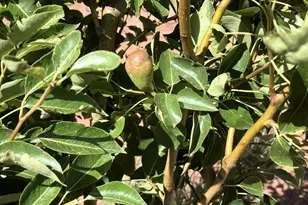 242 County Road N5427 Rd, Saint Johns, AZ 85936 - Photo 49