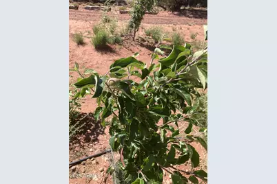 242 County Road N5427 Road, Saint Johns, AZ 85936 - Photo 51