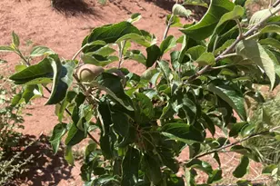 242 County Road N5427 Rd, Saint Johns, AZ 85936 - Photo 51