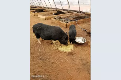 242 County Road N5427 Road, Saint Johns, AZ 85936 - Photo 41