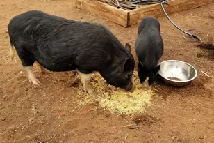 242 County Road N5427 Rd, Saint Johns, AZ 85936 - Photo 41