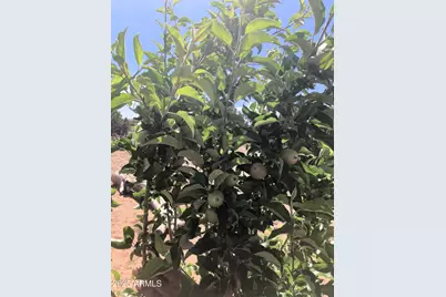 242 County Road N5427 Road, Saint Johns, AZ 85936 - Photo 51