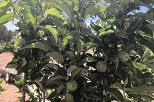 242 County Road N5427 Rd, Saint Johns, AZ 85936 - Photo 51