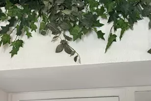 4813 W Krall St, Glendale, AZ 85301 - Photo 11