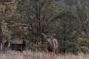 2901 Ridge Cir, Overgaard, AZ 85933 - Photo 37