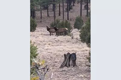 2901 Ridge Circle, Overgaard, AZ 85933 - Photo 29