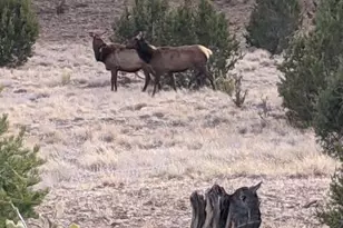 2901 Ridge Cir, Overgaard, AZ 85933 - Photo 29