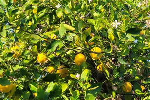 8419 E Stella Ln, Scottsdale, AZ 85250 - Photo 51