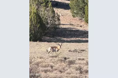 0 N Parcel #301-10-230-1557 --, Seligman, AZ 86337 - Photo 5