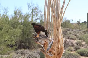 10651 E Fernwood Ln, Scottsdale, AZ 85262 - Photo 179