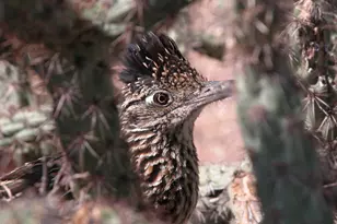 10651 E Fernwood Ln, Scottsdale, AZ 85262 - Photo 181