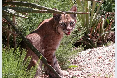 10651 E Fernwood Lane, Scottsdale, AZ 85262 - Photo 177