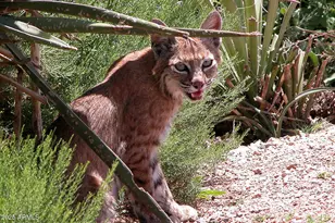 10651 E Fernwood Ln, Scottsdale, AZ 85262 - Photo 177