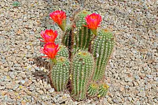 32748 N 69th St, Scottsdale, AZ 85266 - Photo 61