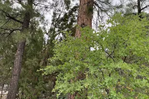 181 Timber Ridge Loop, Show Low, AZ 85901 - Photo 55