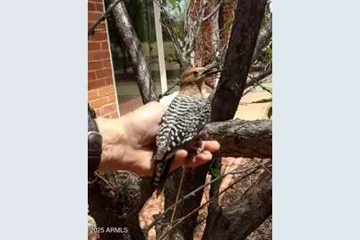 5693 S Calle Metate Boulevard, Sierra Vista, AZ 85650 - Photo 11