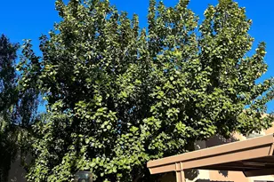 1111 E University Dr, Tempe, AZ 85288 - Photo 21