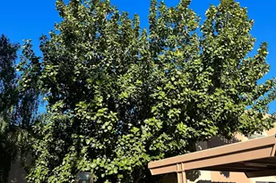 1111 E University Dr, Tempe, AZ 85288 - Photo 25