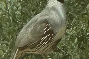 7485 E Tumbleweed Dr, Scottsdale, AZ 85266 - Photo 53