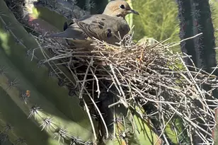 7485 E Tumbleweed, Scottsdale, AZ 85266 - Photo 9