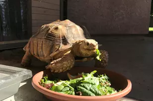 5127 W Dobbins, Laveen, AZ 85339 - Photo 1