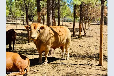 2640 Spoonbill Drive, Happy Jack, AZ 86024 - Photo 67