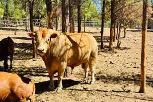 2640 Spoonbill Dr, Happy Jack, AZ 86024 - Photo 67