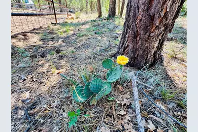 2640 Spoonbill Drive, Happy Jack, AZ 86024 - Photo 65