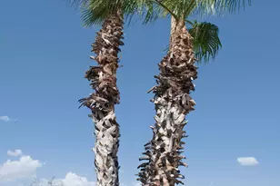 2074 E 37th Ave, Apache Junction, AZ 85119 - Photo 61