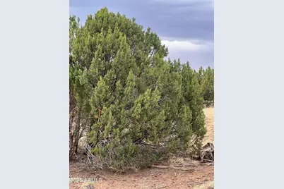 8754 Clark Road #-, Show Low, AZ 85901 - Photo 3